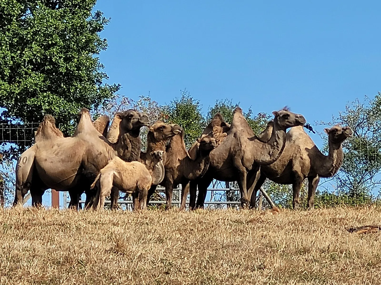 Natural'Parc Zoo-Attractions