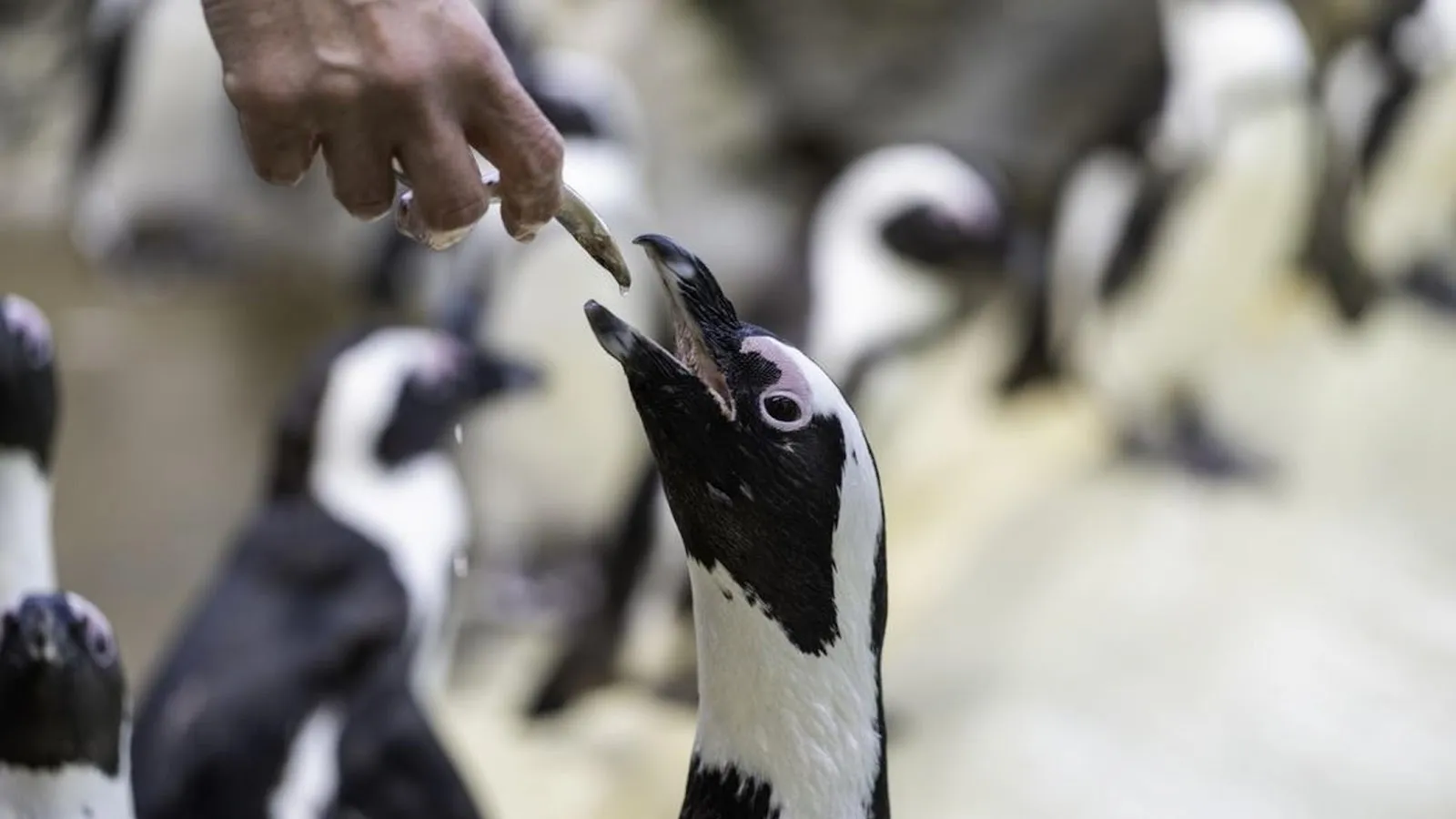 Océarium Du Croisic — photo 1