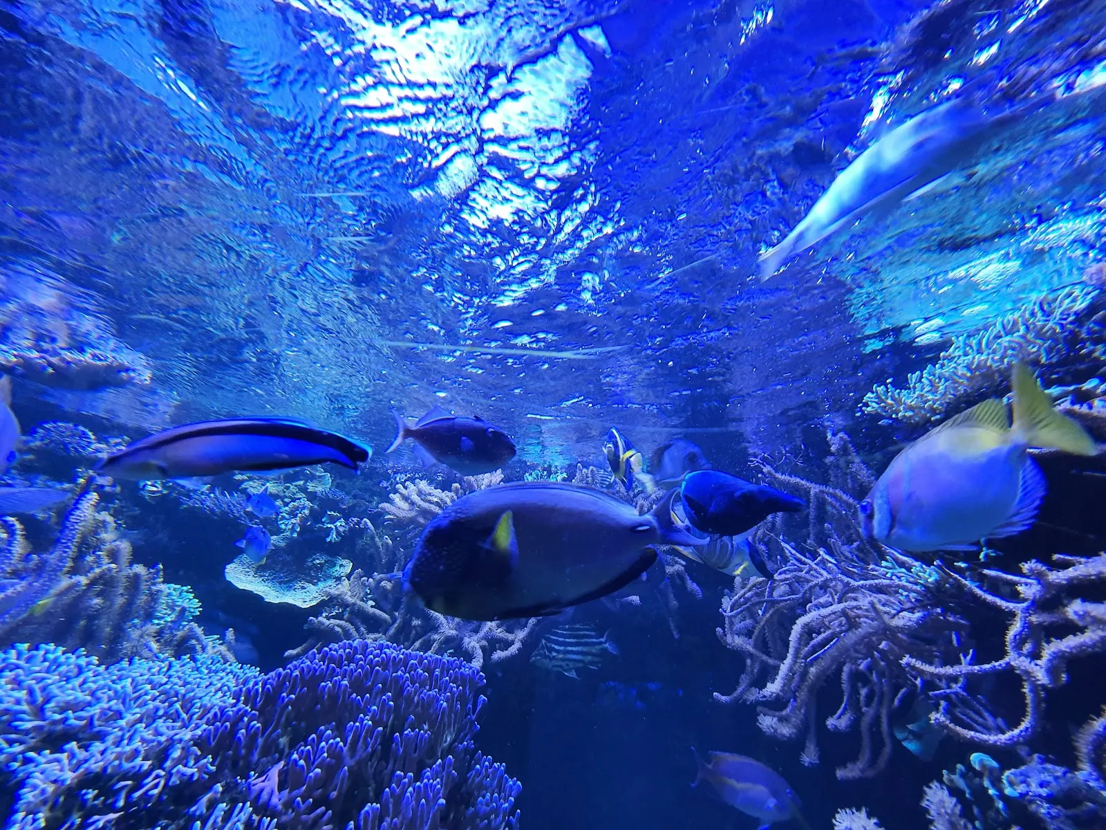 Palais De la Porte Dorée