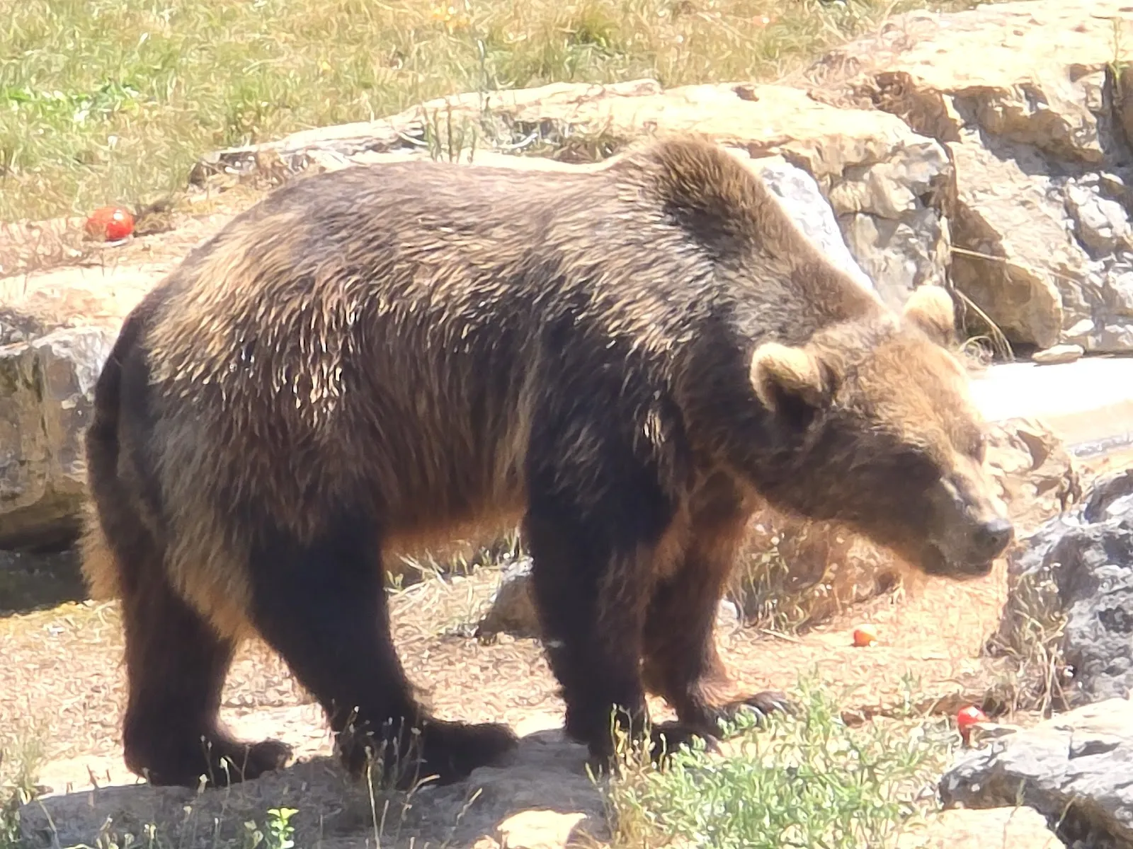 Parc Animalier De Gramat — photo 1