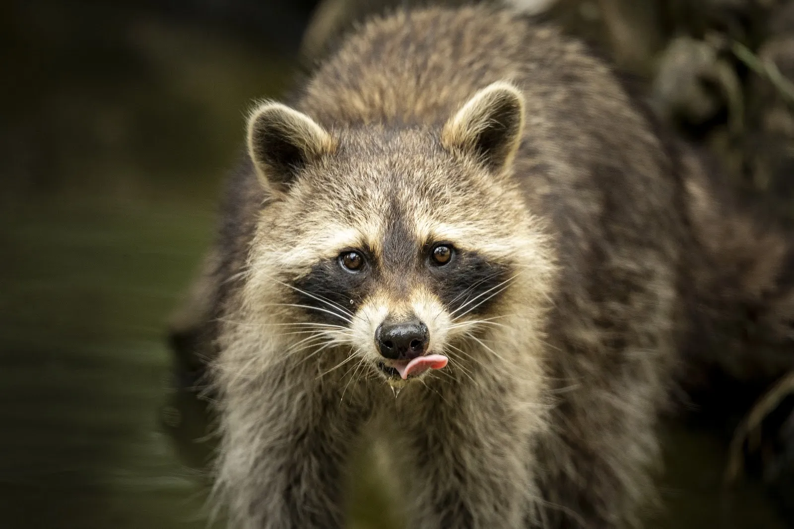Parc Animalier De Gramat