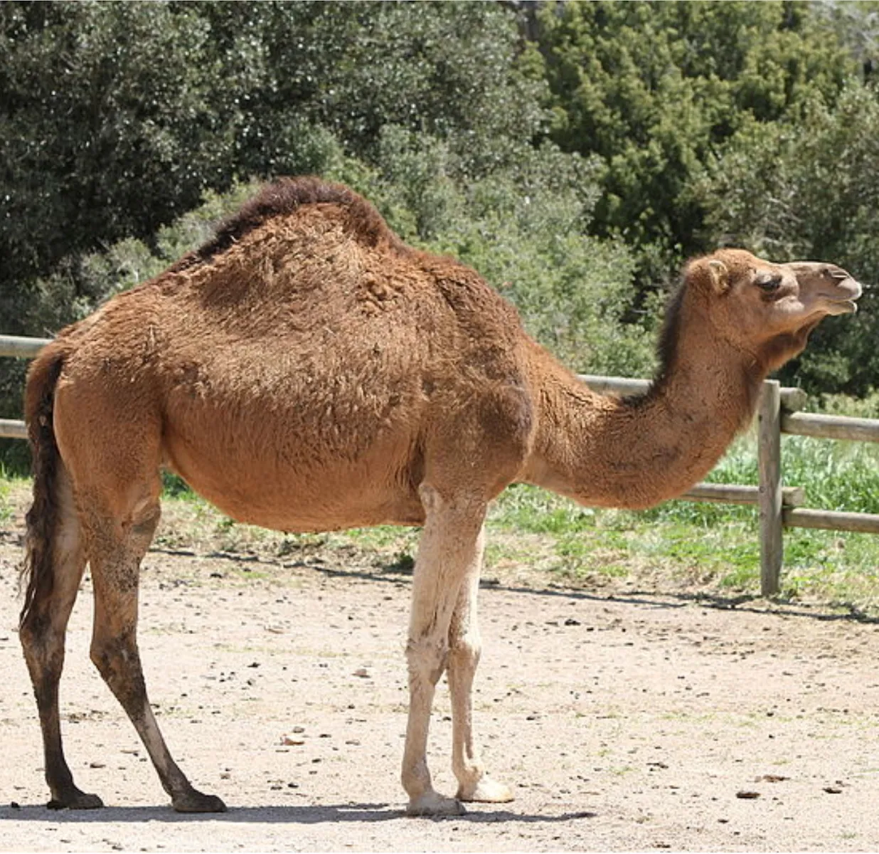 Parc Animalier De la Barben — photo 1