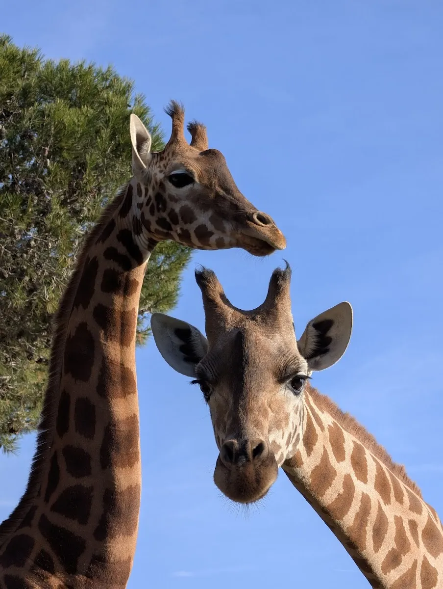 Parc Animalier De la Barben