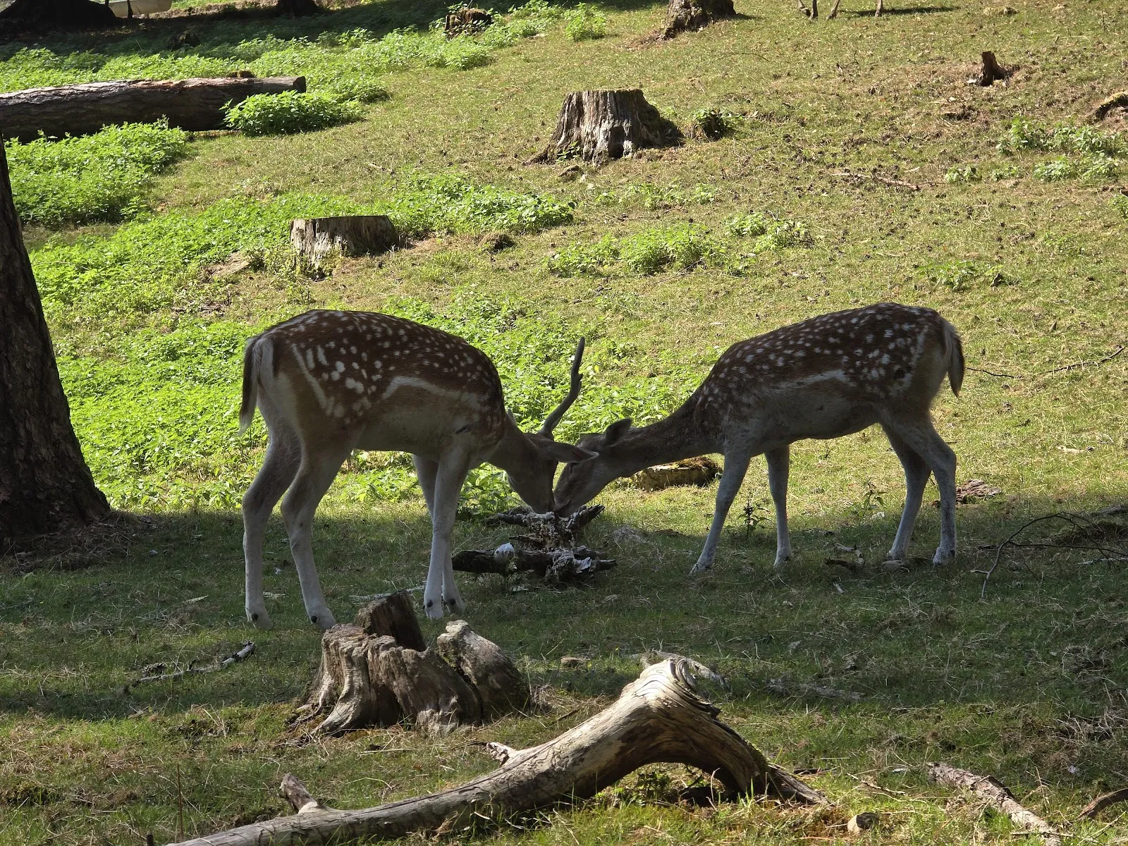Parc Animalier De la Grande Jeanne — photo 1