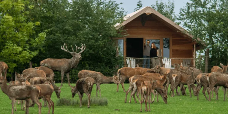 Parc Animalier De Sainte-Croix