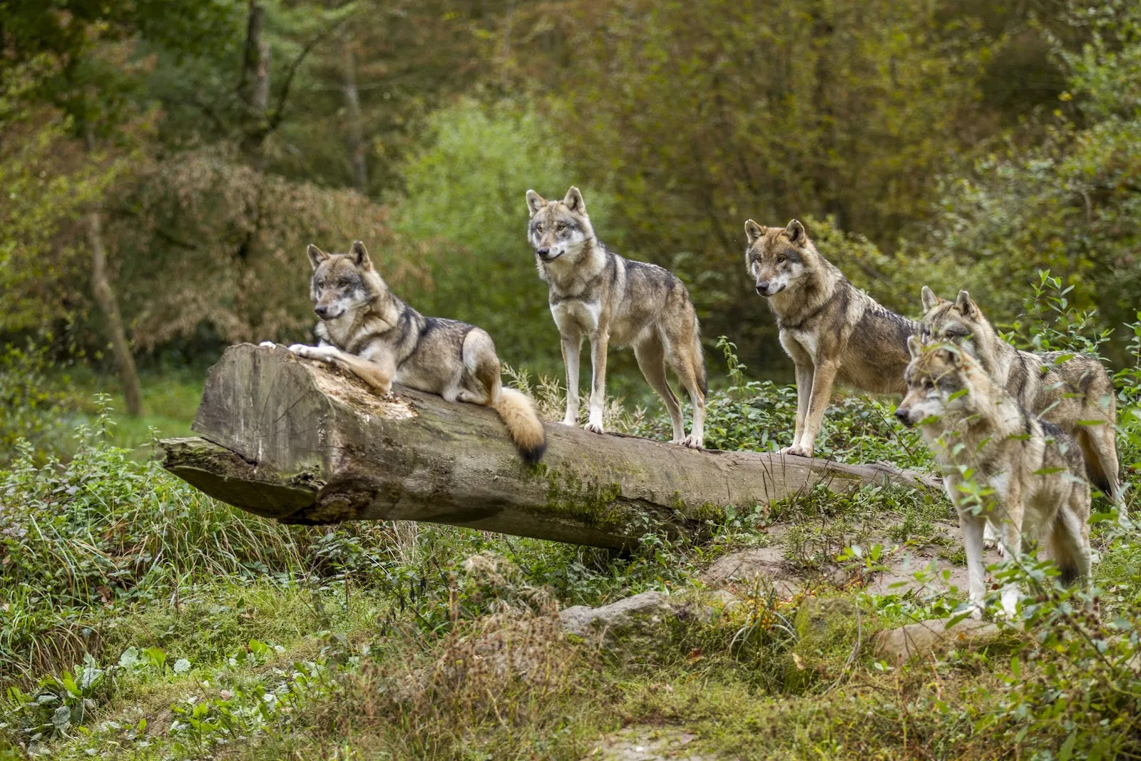 Parc Animalier De Sainte-Croix