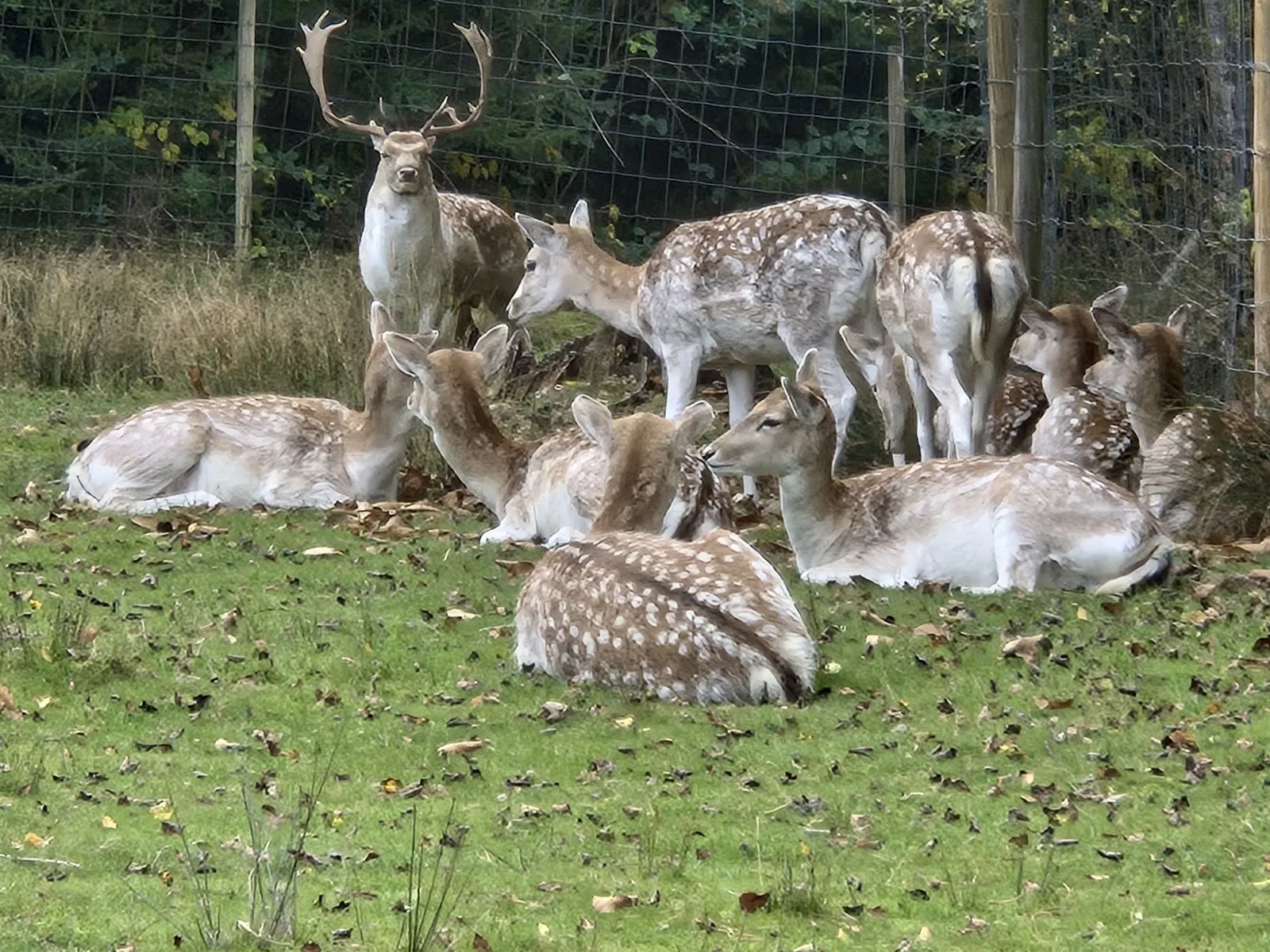 Parc Animalier Des Dronières — photo 1