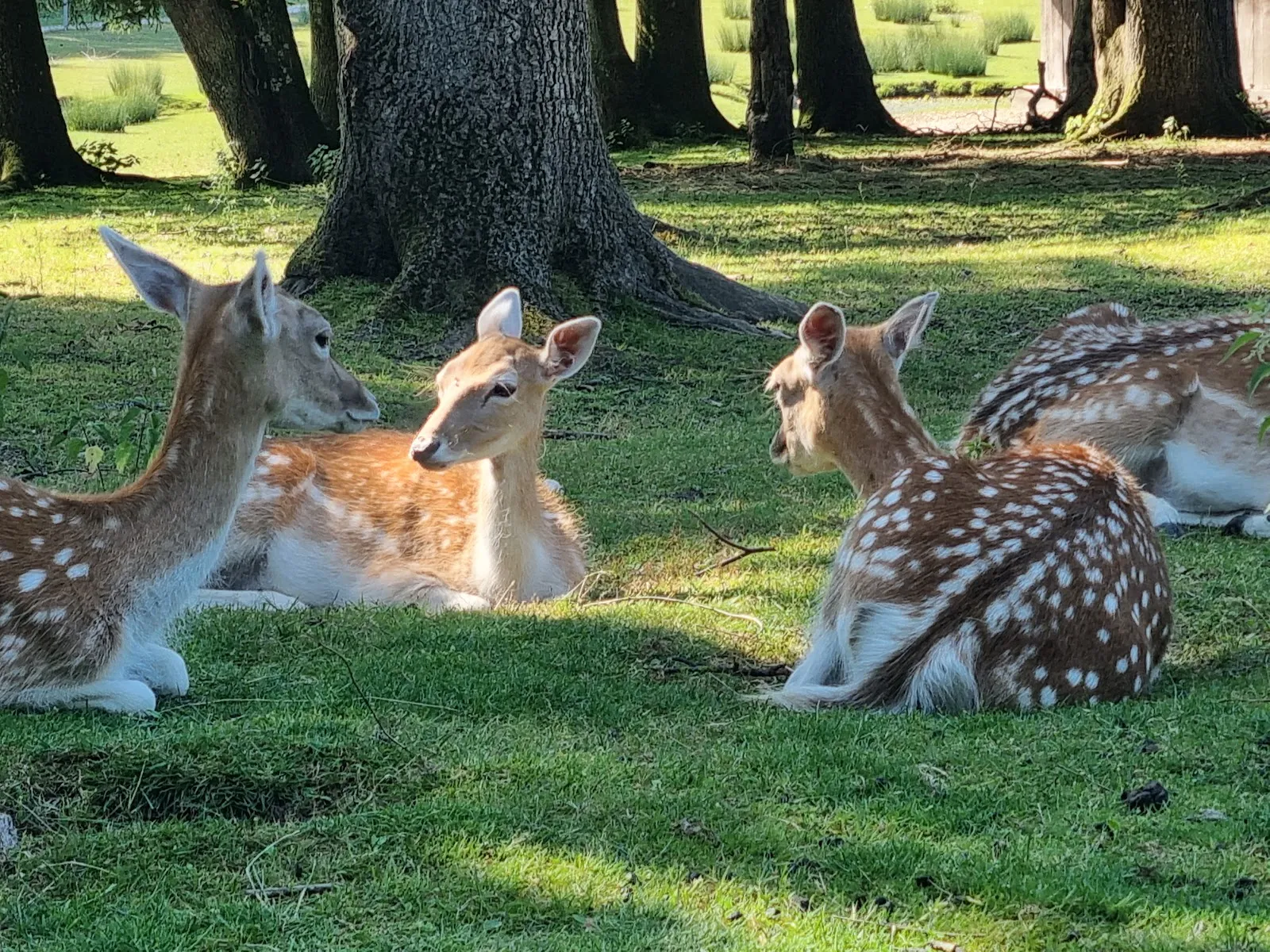 Parc Animalier Des Dronières