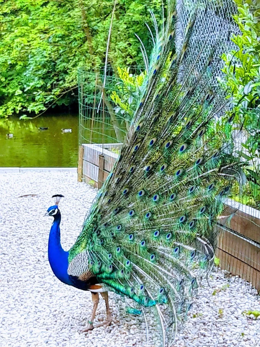 Parc Animalier S.R.P.O — photo 1