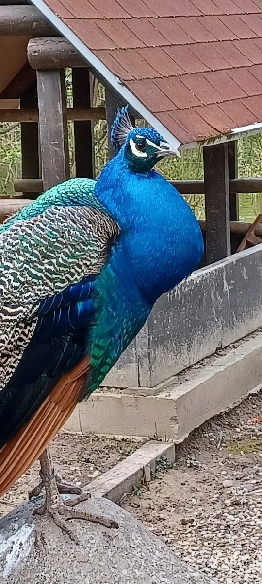 Parc Animalier S.R.P.O