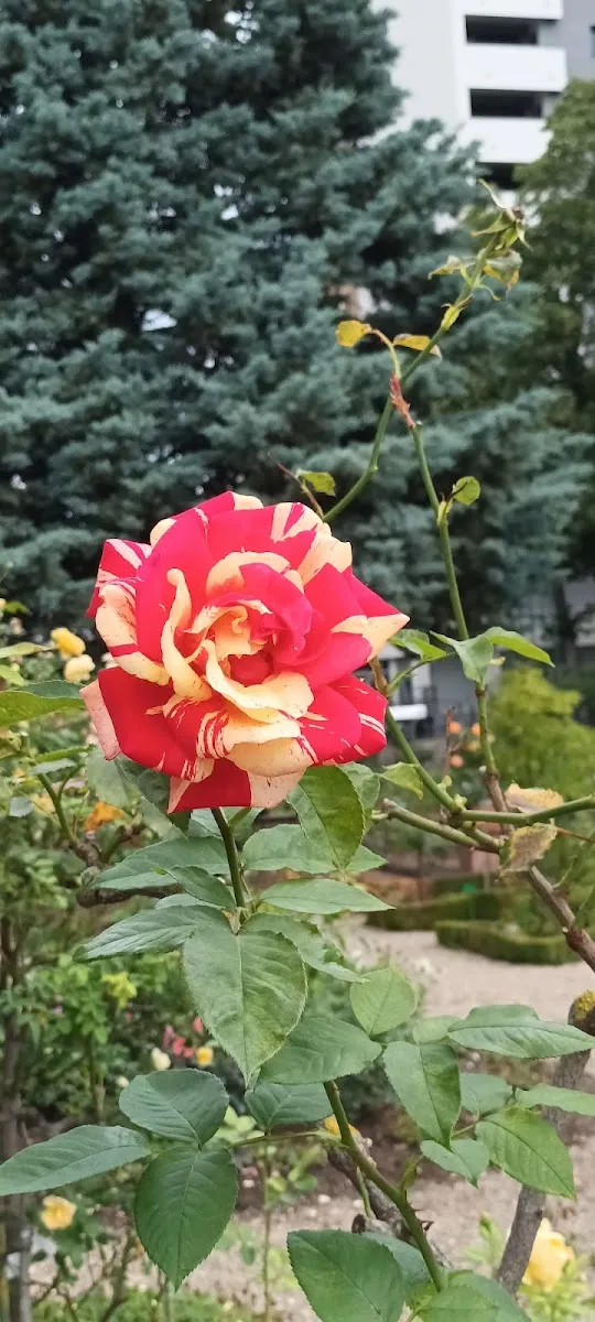 Parc De la Roseraie — photo 1