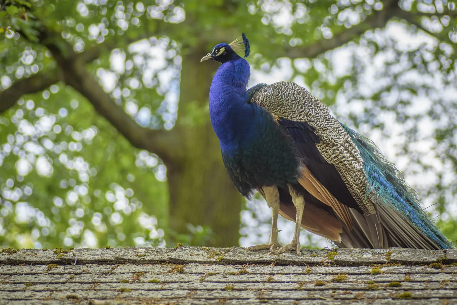 Parc Floral De Paris