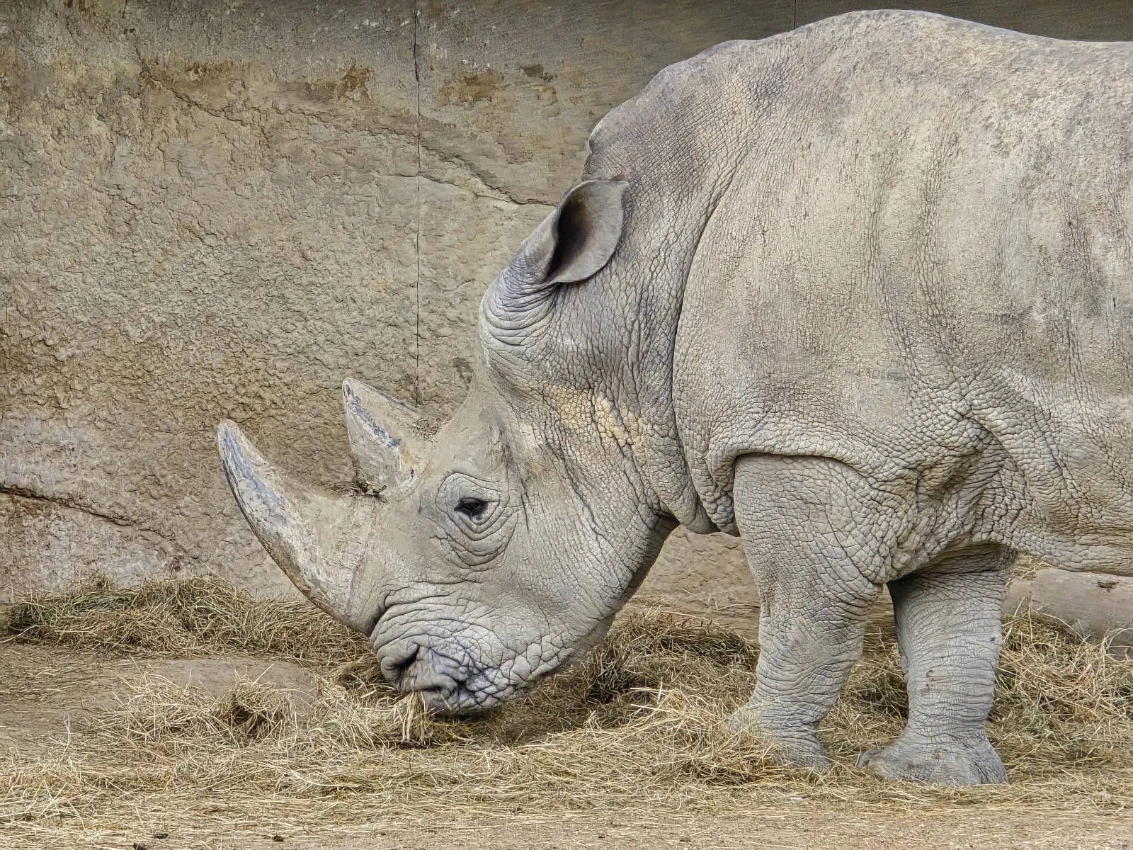 Parc Zoologique De Paris