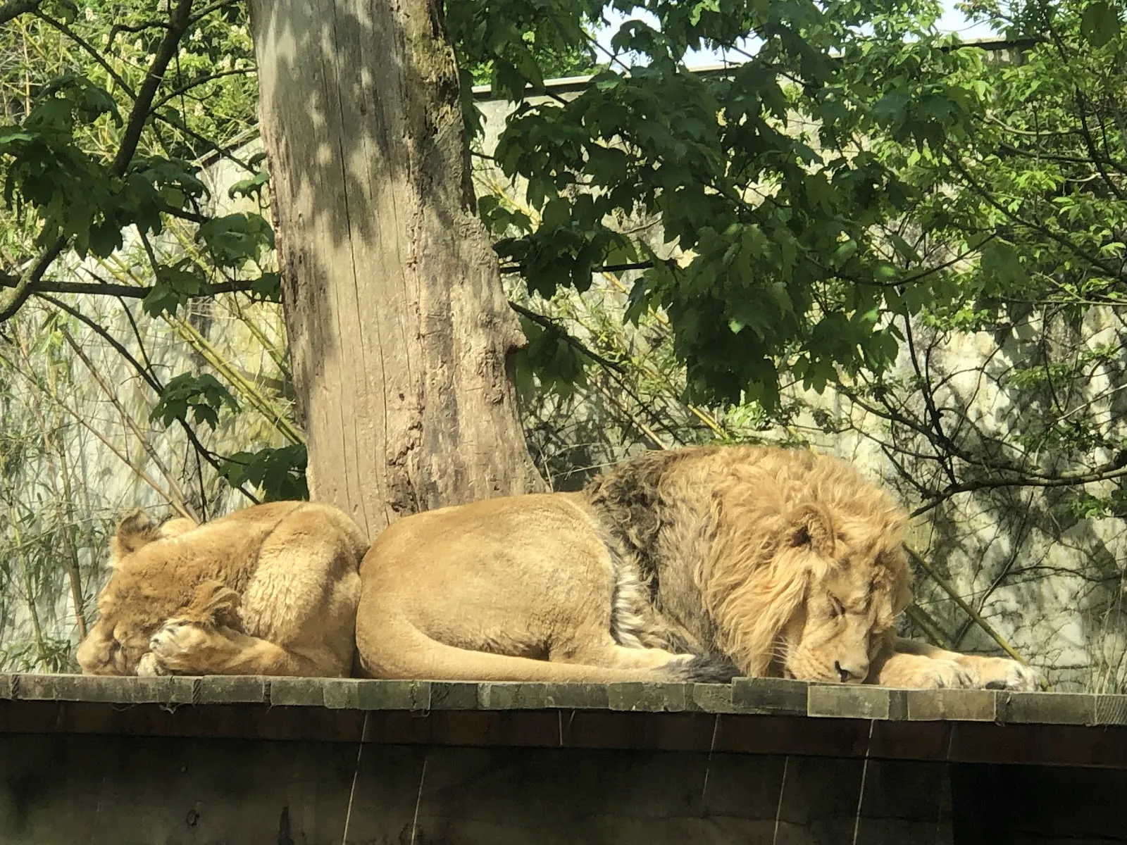 Parc Zoologique Et Botanique De Mulhouse