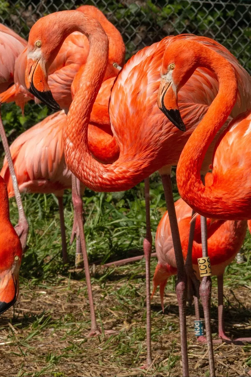 Parc Zoologique Et Botanique De Mulhouse