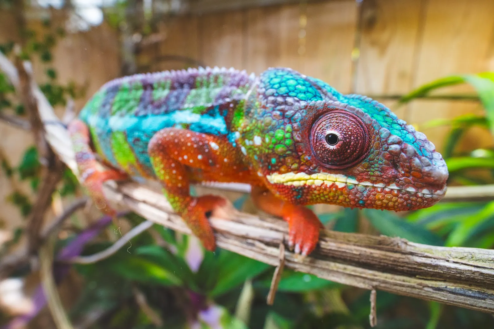 Planet Exotica — photo 1