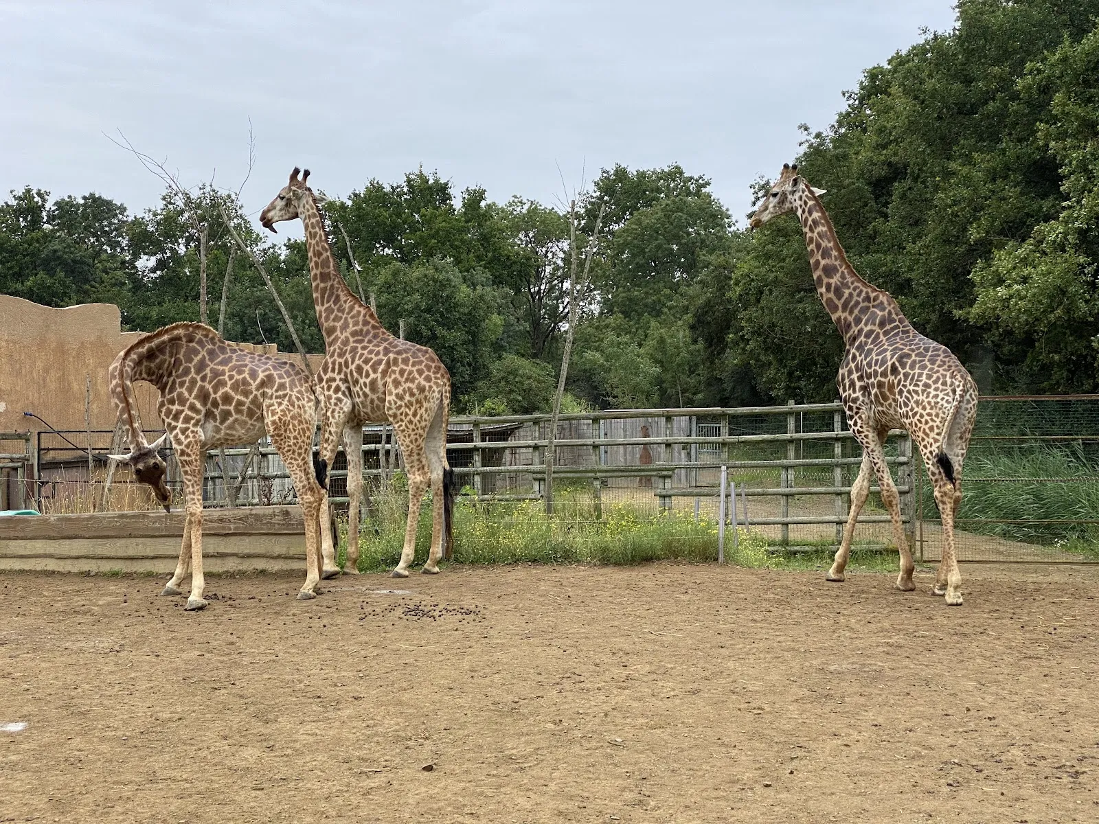 Planète Sauvage — photo 1