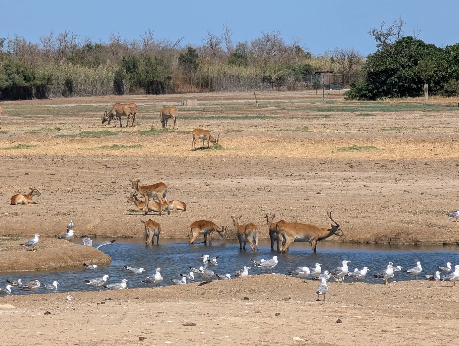 Réserve Africaine De Sigean