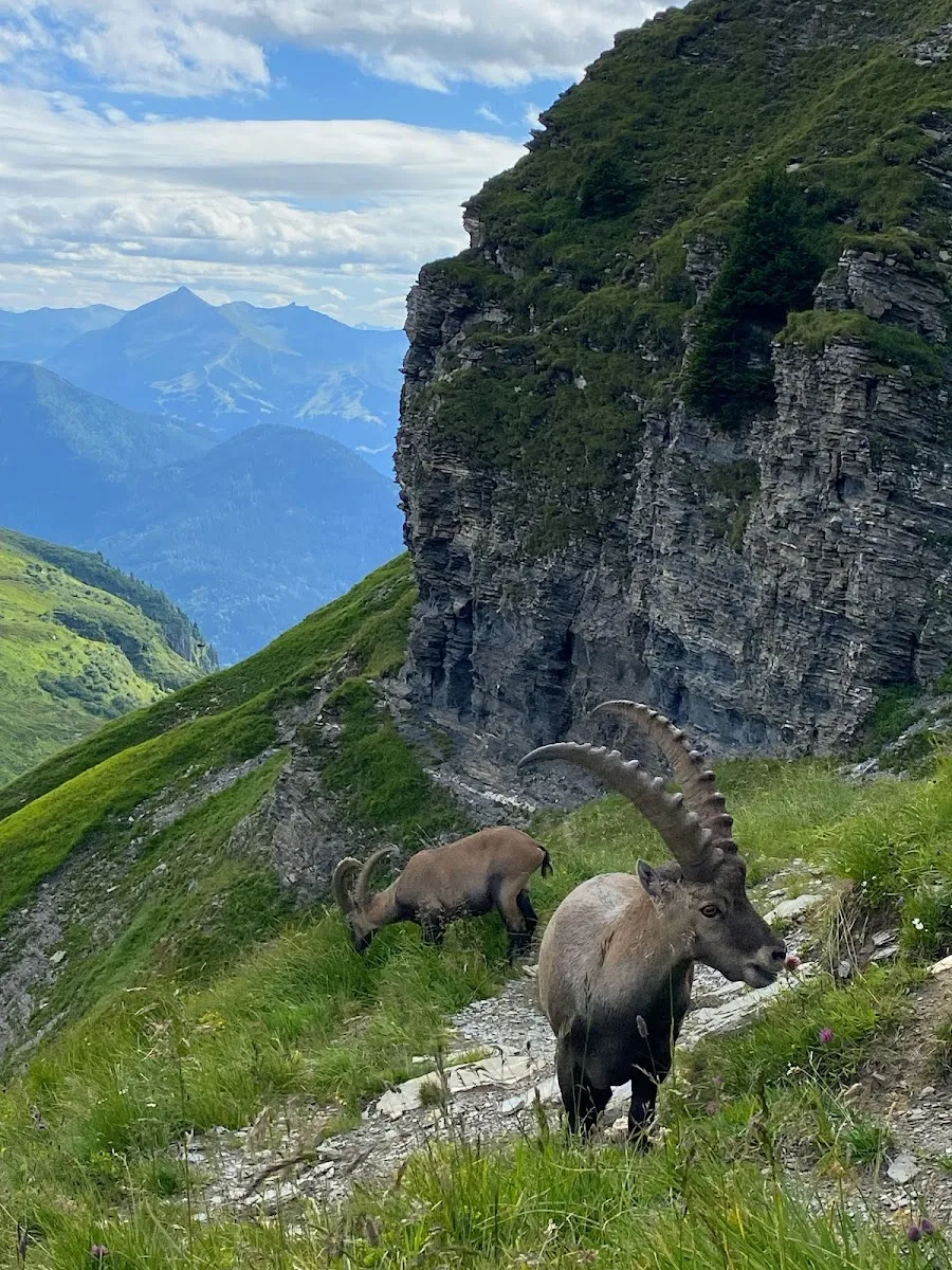 Réserve Aiguilles Rouges