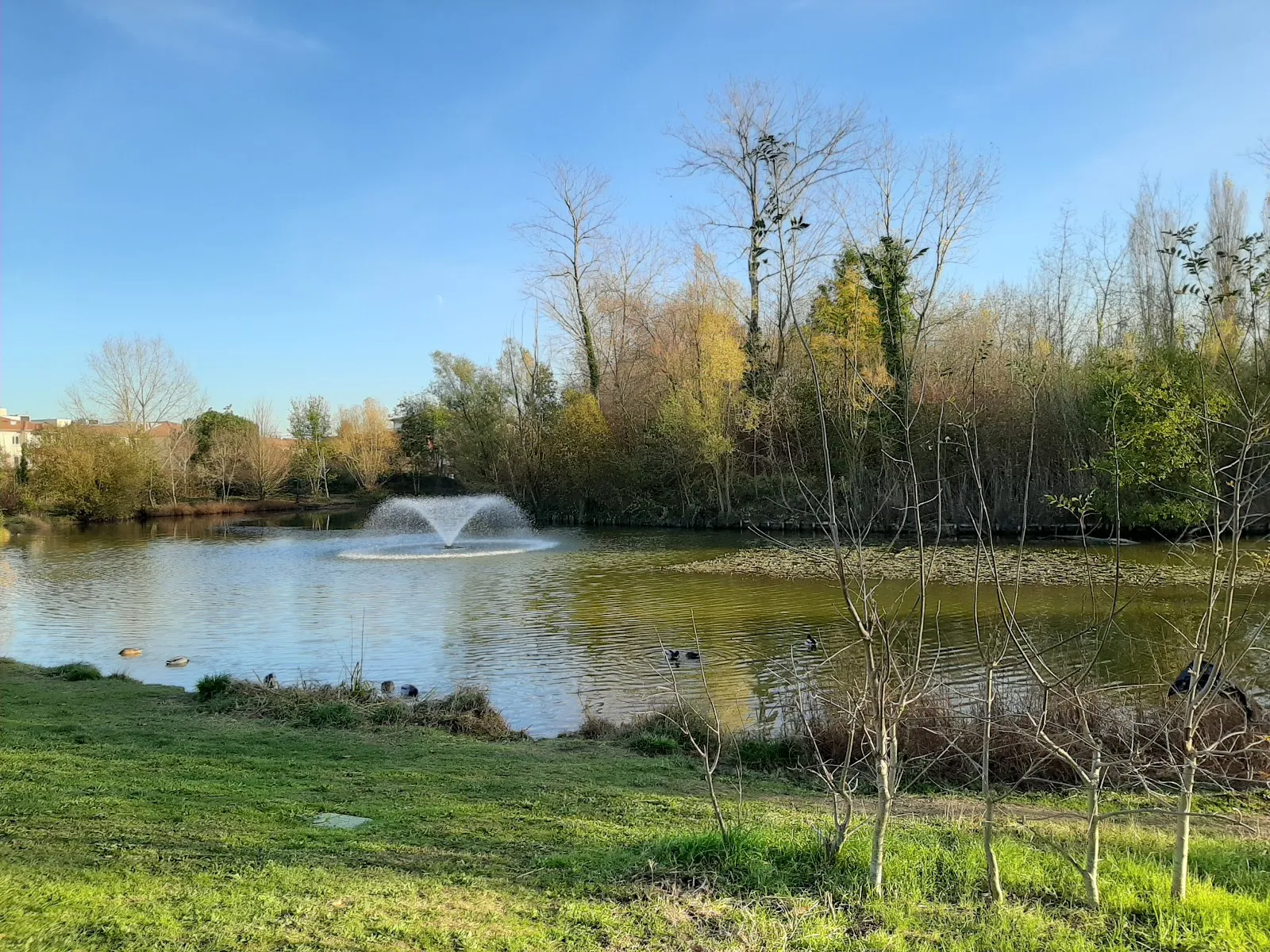Roselière Du Muséum