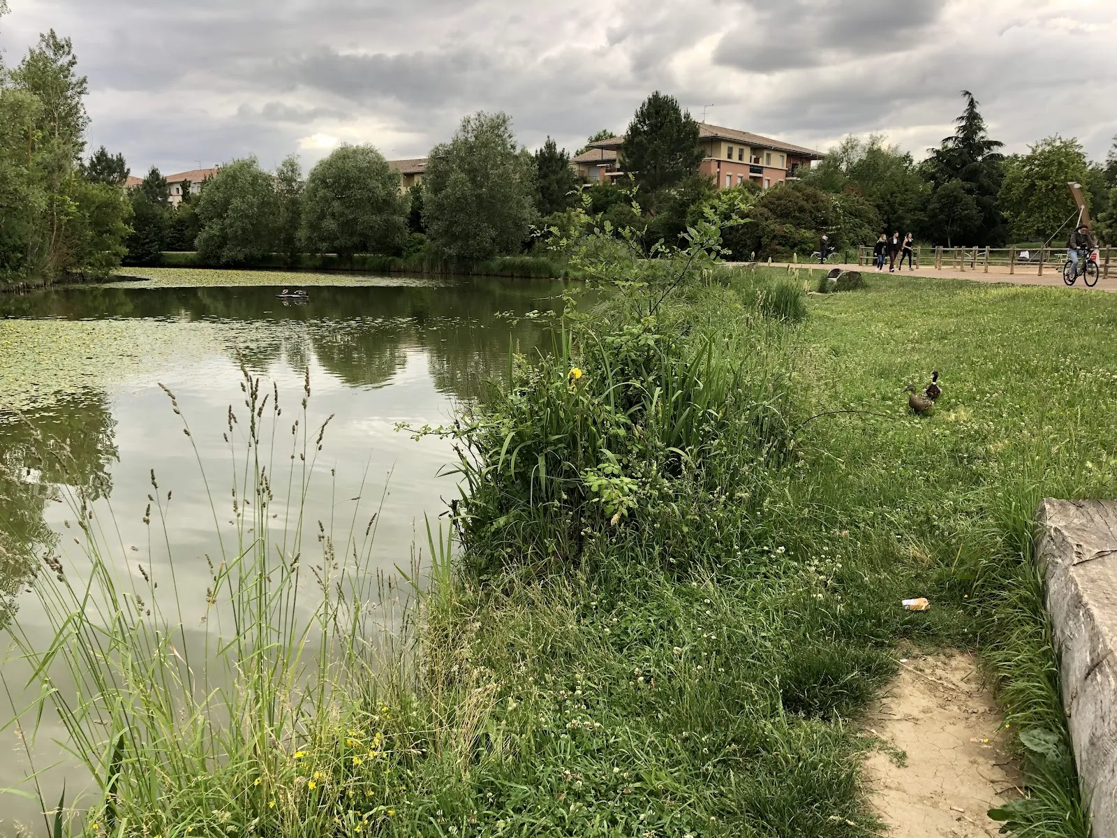Roselière Du Muséum