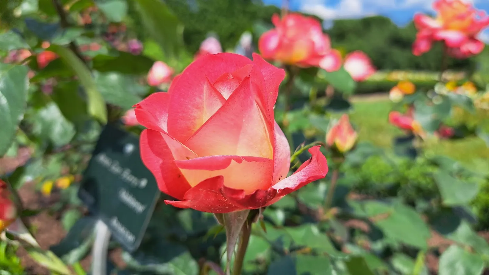 Roseraie Du Jardin Des Plantes