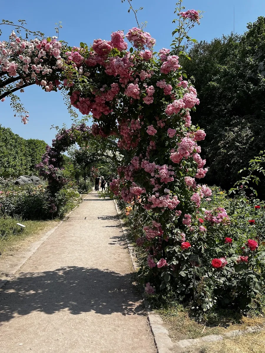 Roseraie Du Jardin Des Plantes