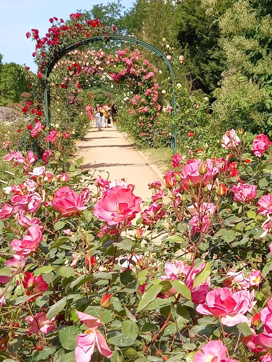 Roseraie Du Jardin Des Plantes
