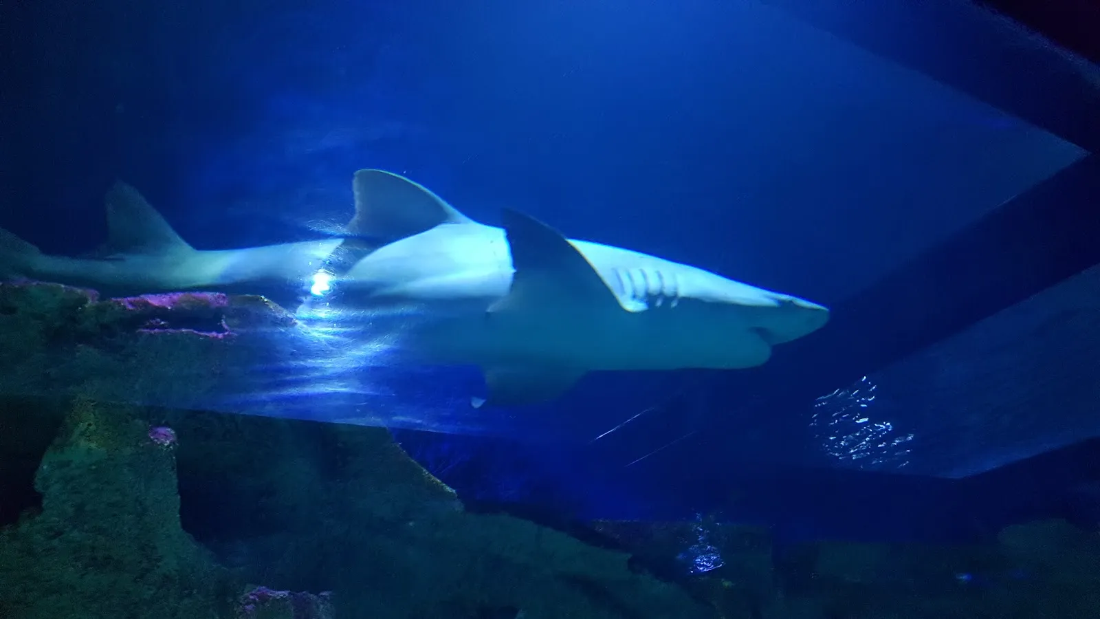 Seaquarium Du Grau-Du-Roi