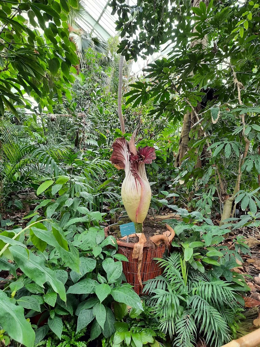 Grandes Serres du Jardin des Plantes — photo 1