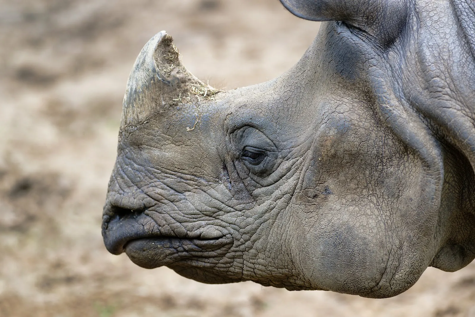 Touroparc Zoo — photo 1