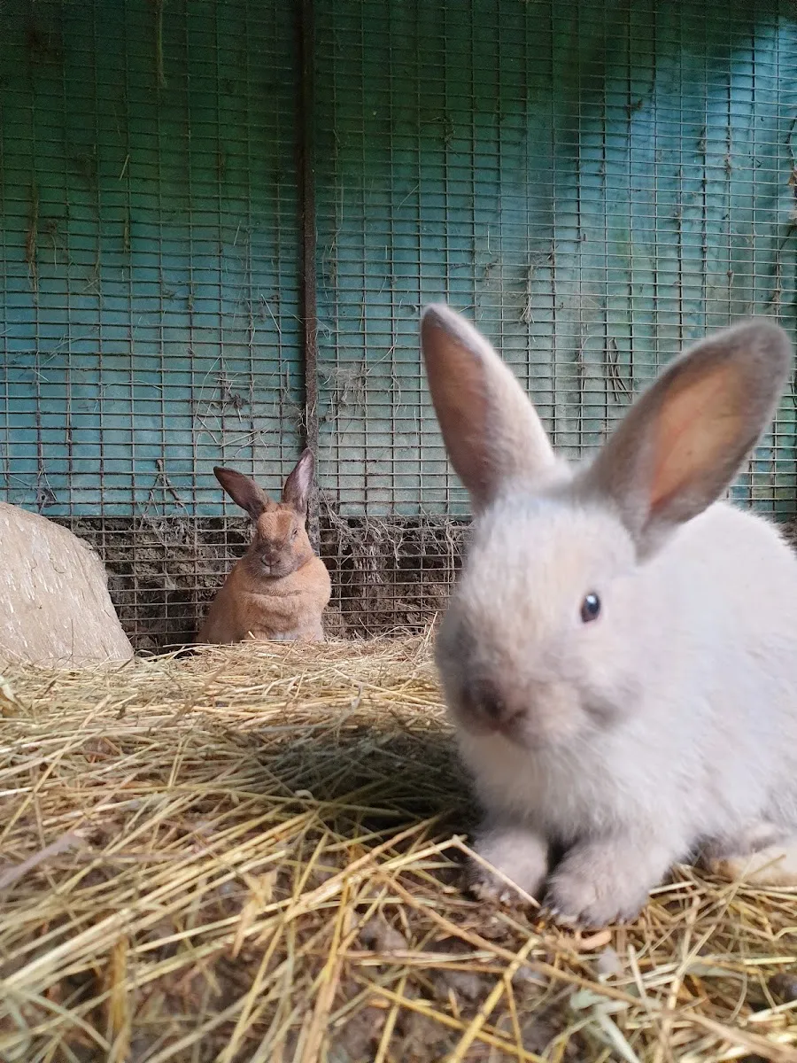 Untxien Basoa -La Forêt Des Lapins — photo 1
