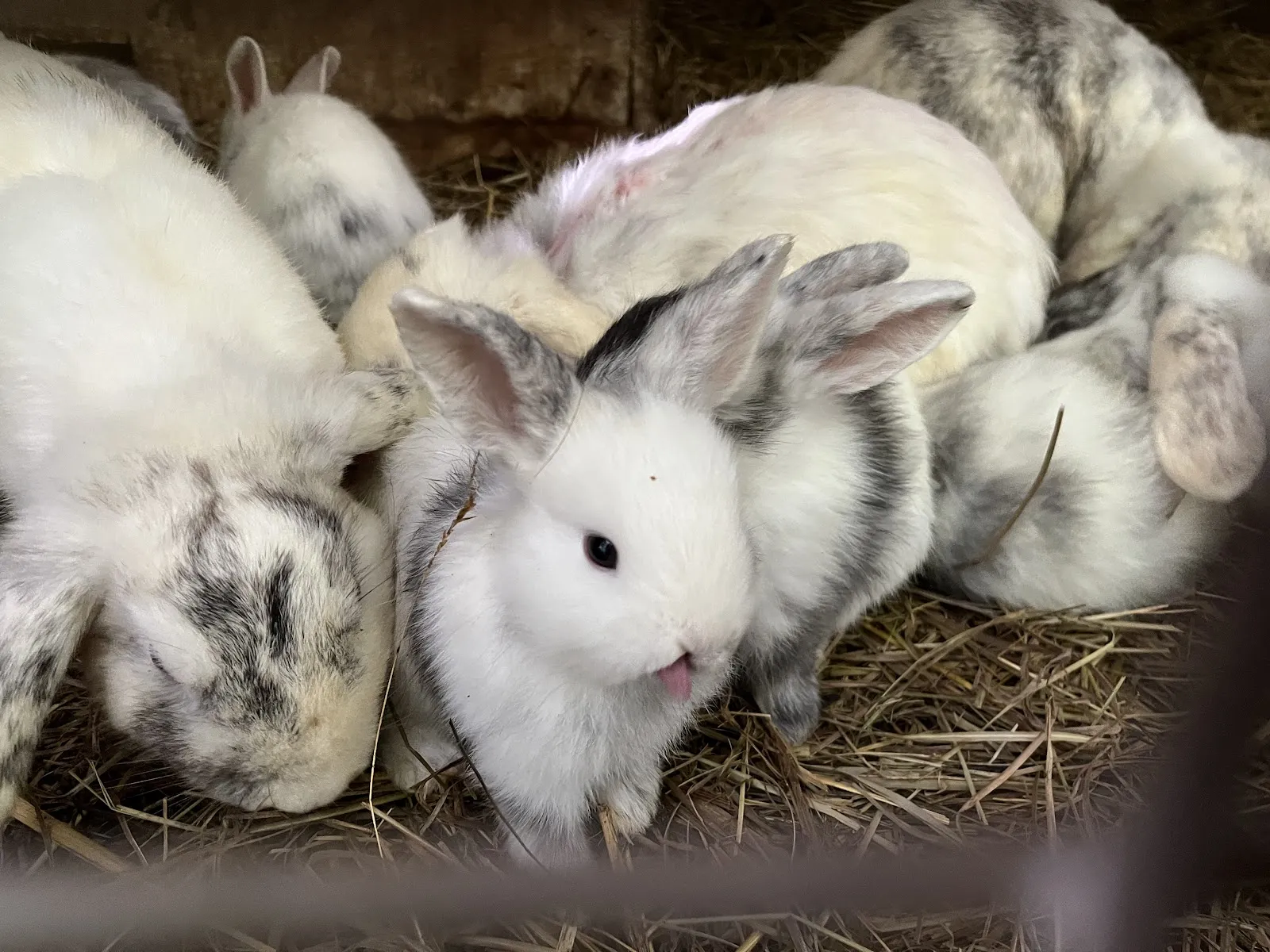 Untxien Basoa -La Forêt Des Lapins