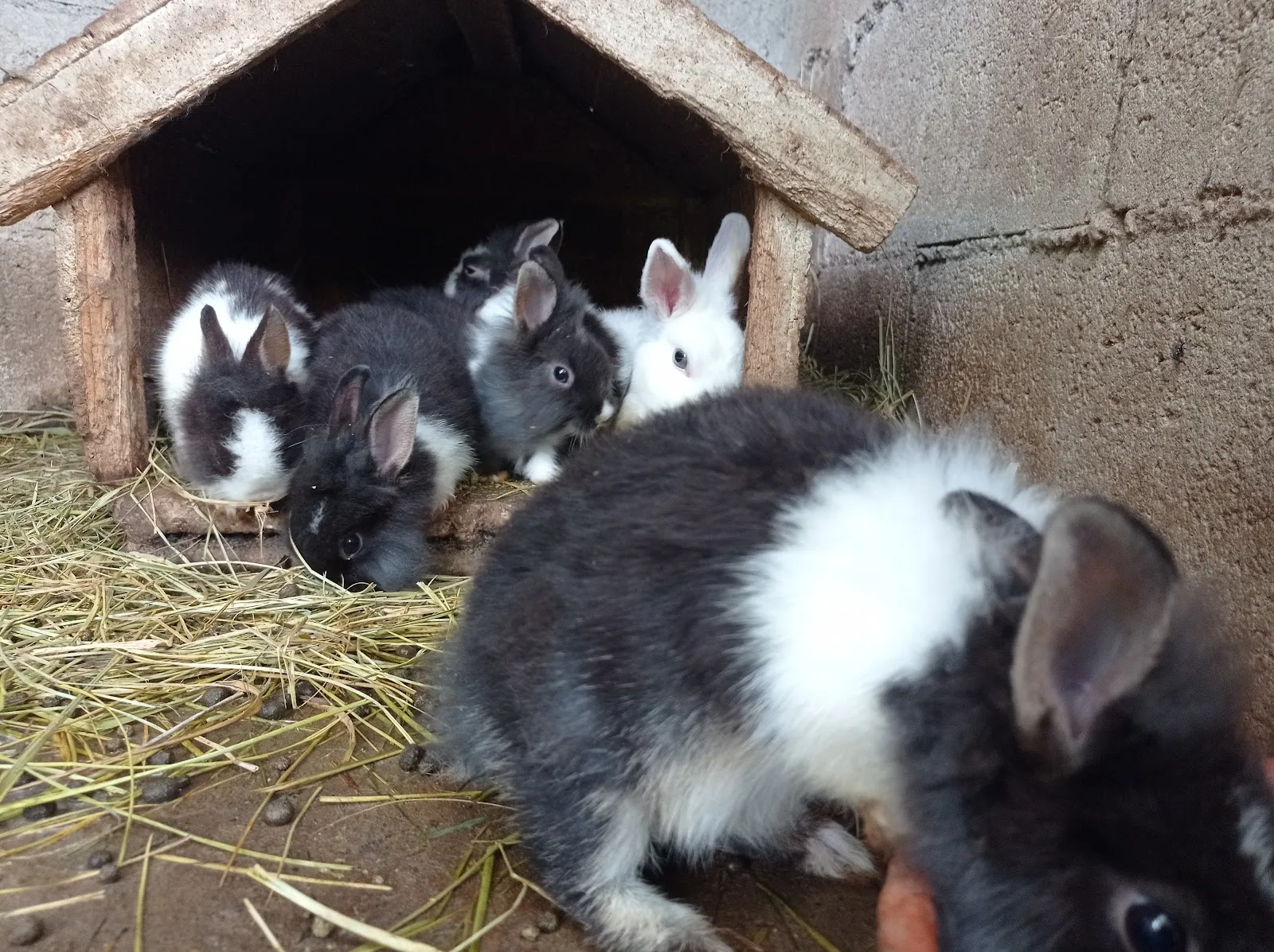 Untxien Basoa -La Forêt Des Lapins