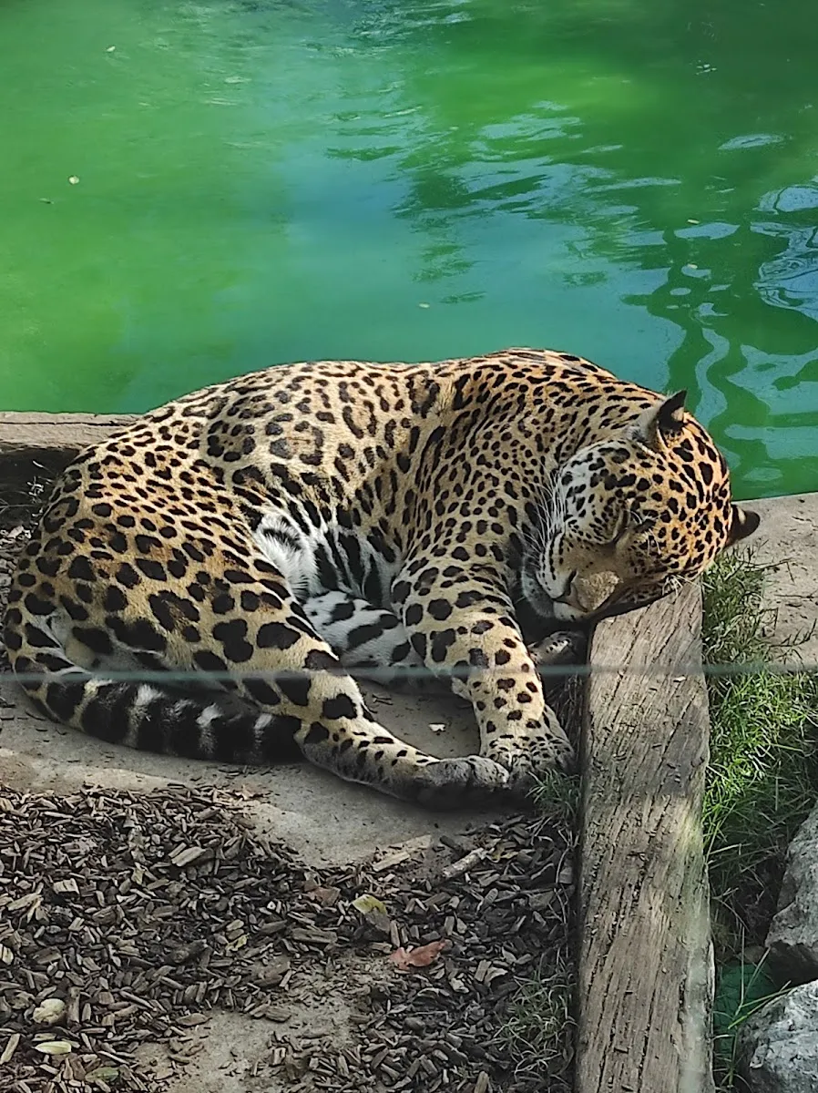 Zoo De Bordeaux-Pessac