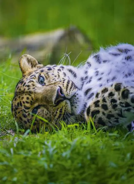 Zoo De la Boissière Du Doré — photo 1