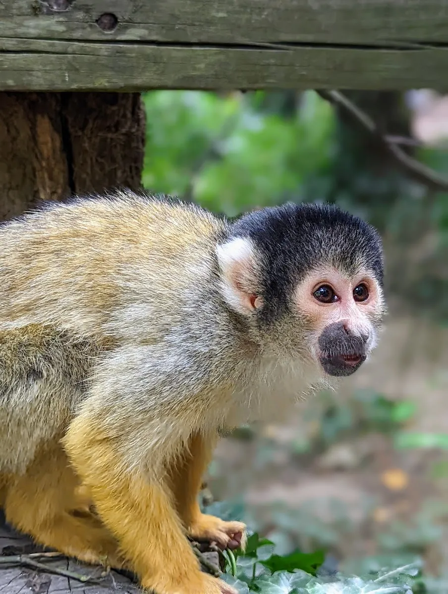 Zoo De la Boissière Du Doré