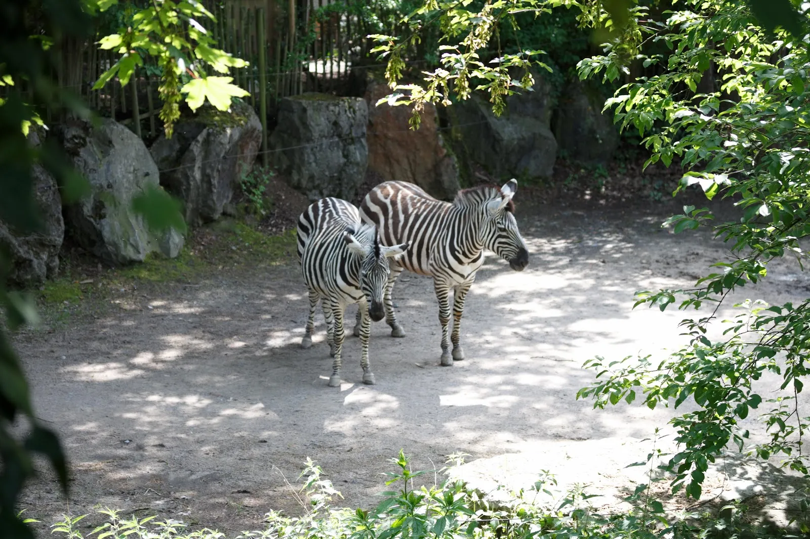 Zoo De Lille